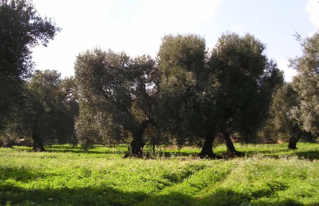 Masseria Gianecchia-1
